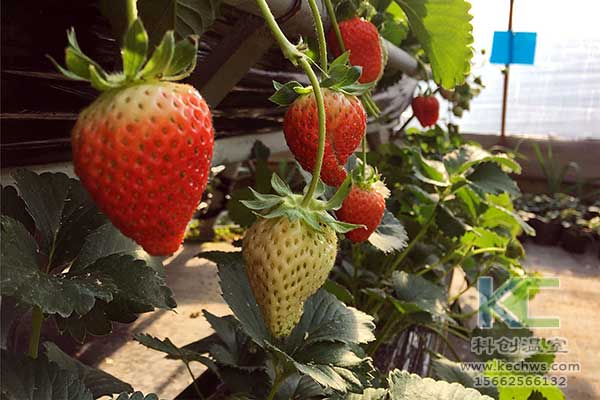 無(wú)土栽培，無(wú)土栽培技術(shù)，無(wú)土栽培設(shè)備