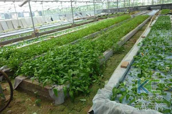 無土栽培，無土栽培技術(shù)，無土栽培設(shè)備