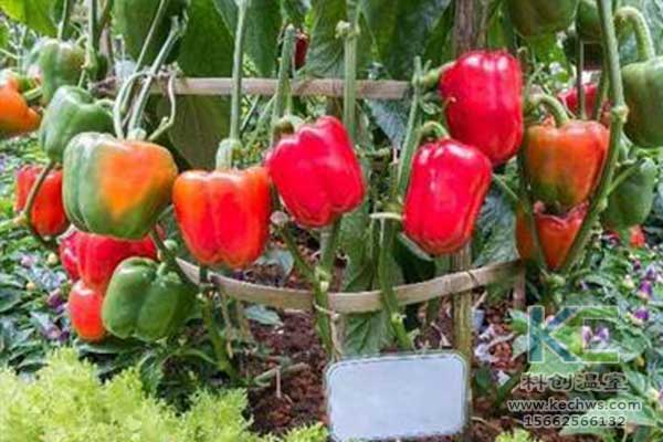 無土栽培，無土栽培技術，無土栽培設備