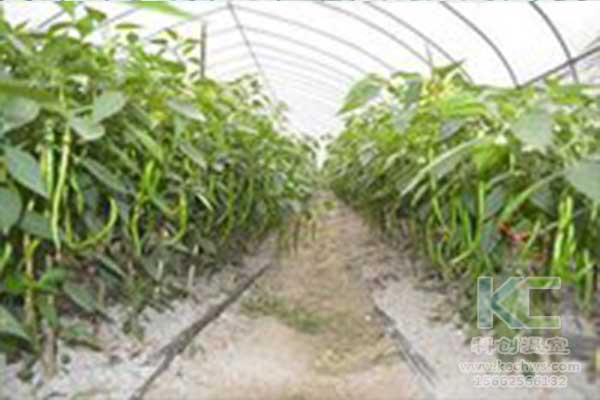 無土栽培，無土栽培技術