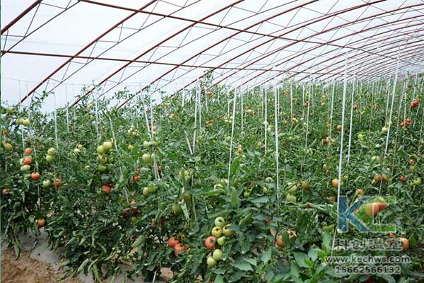 無土栽培，無土栽培技術