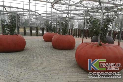 無土栽培技術,基質(zhì)栽培,水培