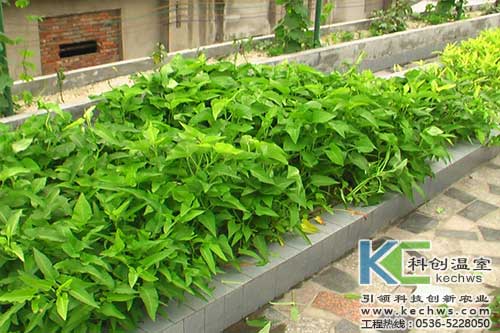 無(wú)土栽培，無(wú)土栽培技術(shù)，無(wú)土栽培設(shè)備