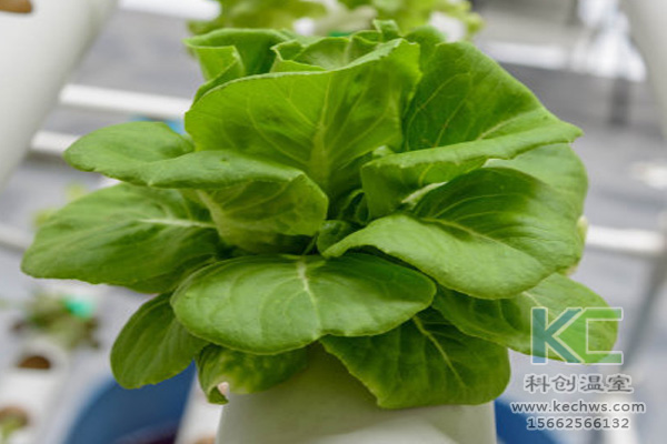 無土栽培，無土栽培技術(shù)，無土栽培設(shè)備