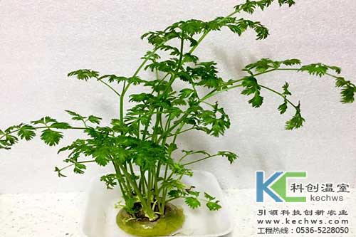 無(wú)土栽培，無(wú)土栽培技術(shù)，無(wú)土栽培設(shè)備