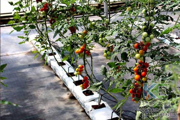 無(wú)土栽培，無(wú)土栽培技術(shù)，無(wú)土栽培設(shè)備