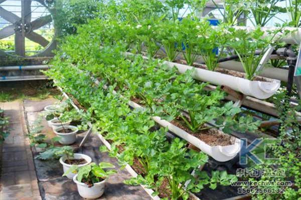 無土栽培，無土栽培技術(shù)，無土栽培設(shè)備