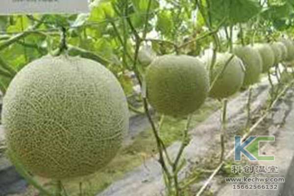 無土栽培，無土栽培技術(shù)，無土栽培設(shè)備