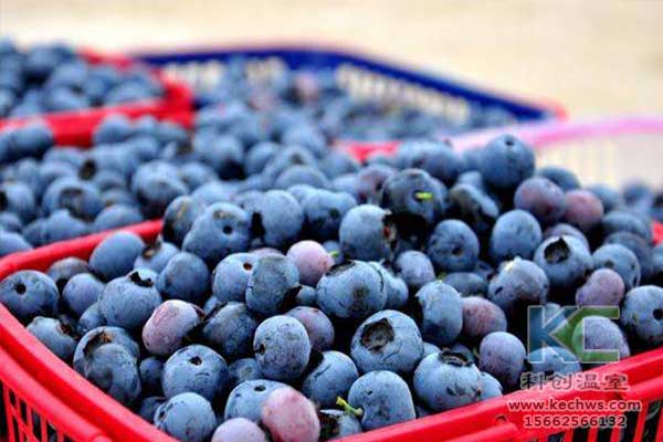 無土栽培，無土栽培技術，無土栽培設備