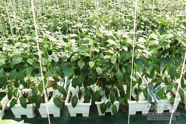 無土栽培技術，休閑農(nóng)業(yè)，無土栽培，溫室大棚