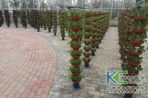 無土栽培技術,基質(zhì)栽培,水培