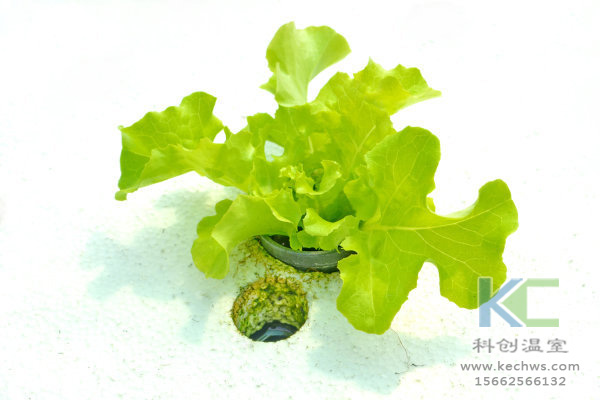 無土栽培，無土栽培技術(shù)，無土栽培設(shè)備