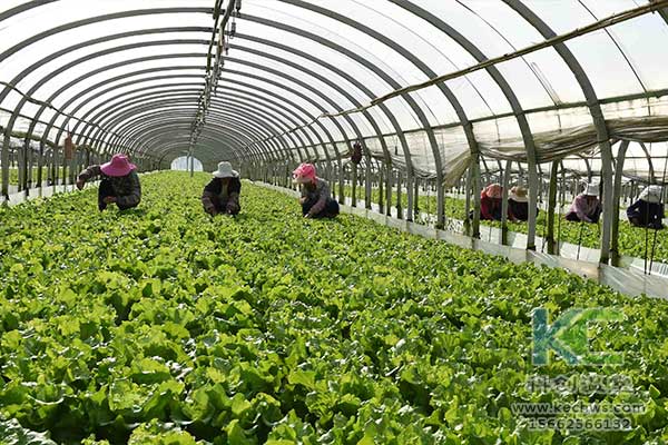 無土栽培，無土栽培技術，無土栽培設備