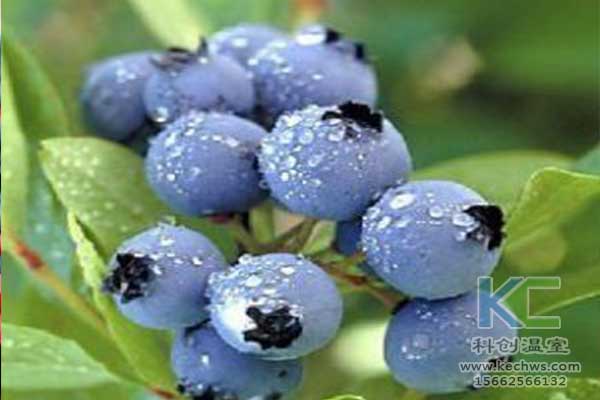 無土栽培，無土栽培技術，無土栽培設備