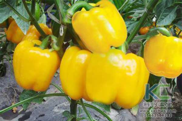 無土栽培，無土栽培技術，無土栽培設備