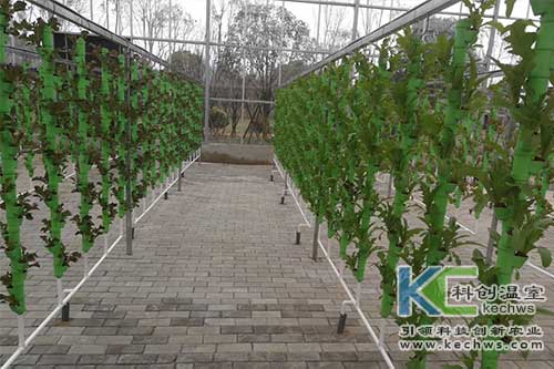 無土栽培技術,基質(zhì)栽培,水培