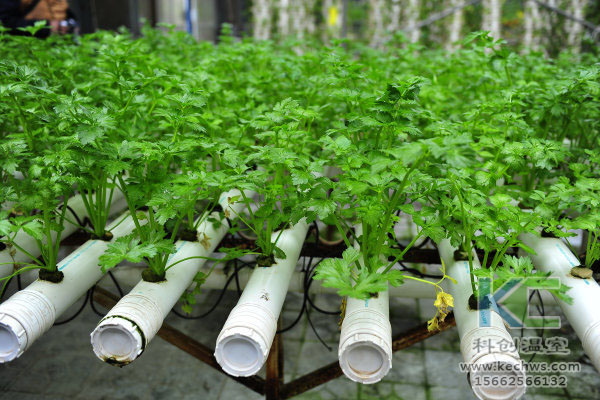 有機(jī)生態(tài)型無土栽培，無土栽培技術(shù)，無土栽培設(shè)備，無土栽培