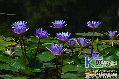 無土栽培，無土栽培技術，無土栽培設備