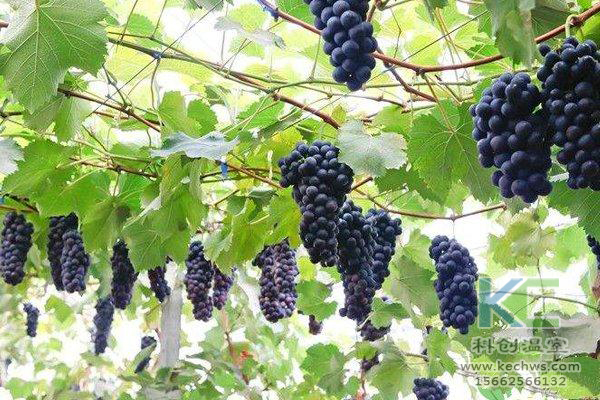 無土栽培，無土栽培技術(shù)，無土栽培設(shè)備