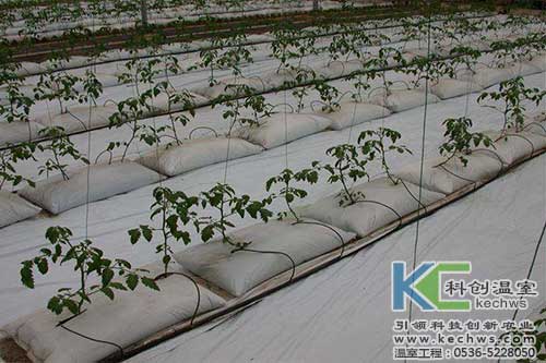 無土栽培，無土栽培技術(shù)，無土栽培設(shè)備