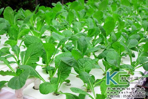 無土栽培，無土栽培技術，無土栽培設備