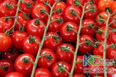 無土栽培技術(shù)，魚菜共生系統(tǒng)，無土栽培，溫室大棚