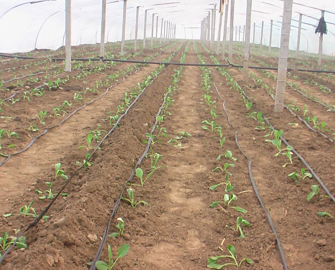 無土栽培，無土栽培技術(shù)，無土栽培設(shè)備