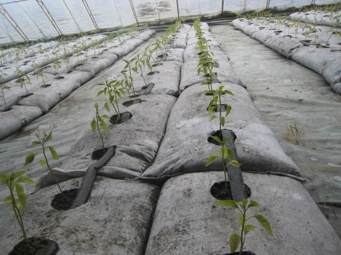 無土栽培，無土栽培技術，無土栽培設備