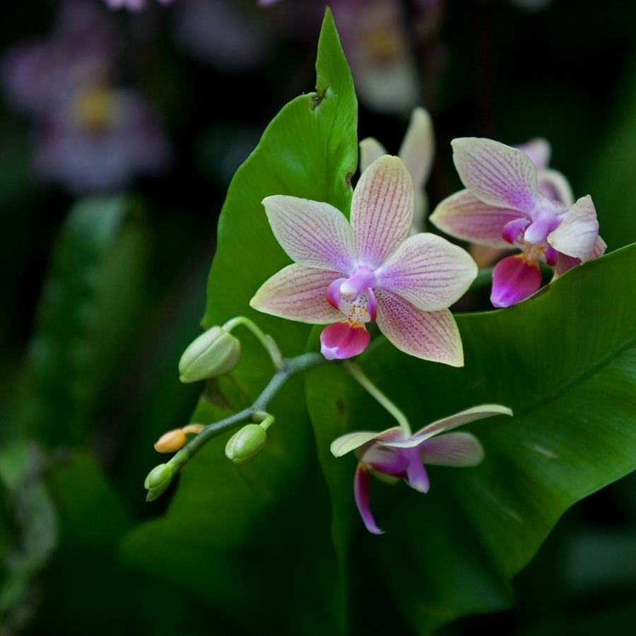 無土栽培，無土栽培技術，無土栽培設備