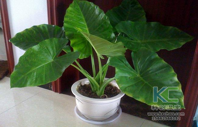 無土栽培，無土栽培技術(shù)，無土栽培設(shè)備