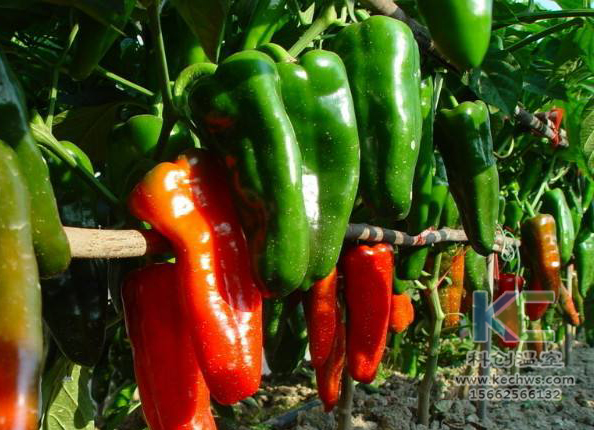 無土栽培，無土栽培技術，無土栽培設備