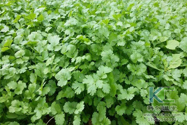 無(wú)土栽培，無(wú)土栽培技術(shù)，無(wú)土栽培設(shè)備