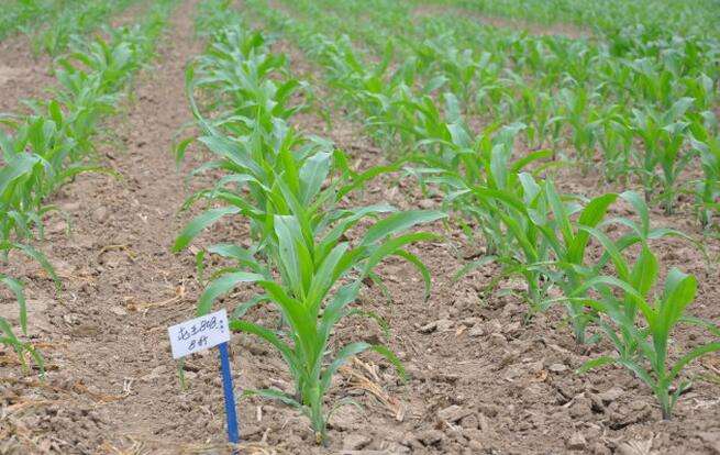 無土栽培，無土栽培技術(shù)，無土栽培設(shè)備