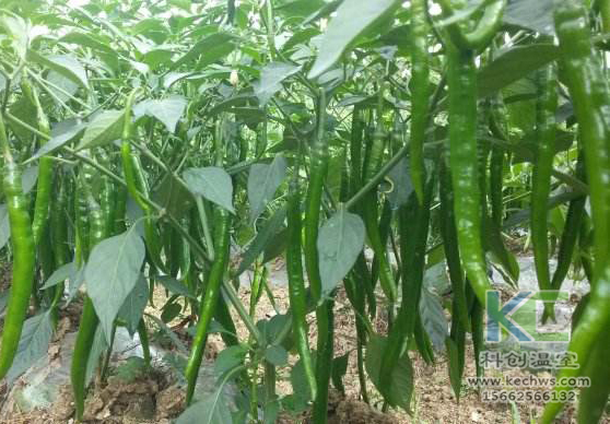 無土栽培，無土栽培技術，無土栽培設備