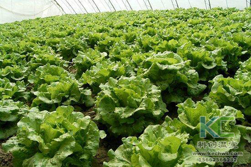 無土栽培，無土栽培技術(shù)，無土栽培設(shè)備