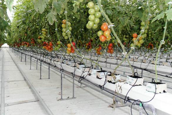 無土栽培，無土栽培技術，無土栽培設備