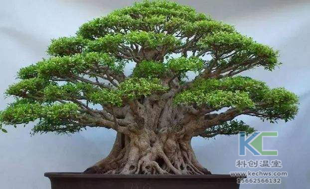 無土栽培，無土栽培技術，無土栽培設備