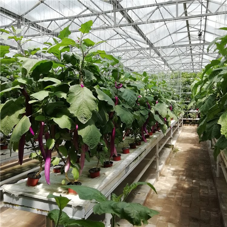 無土栽培，無土栽培技術，無土栽培設備