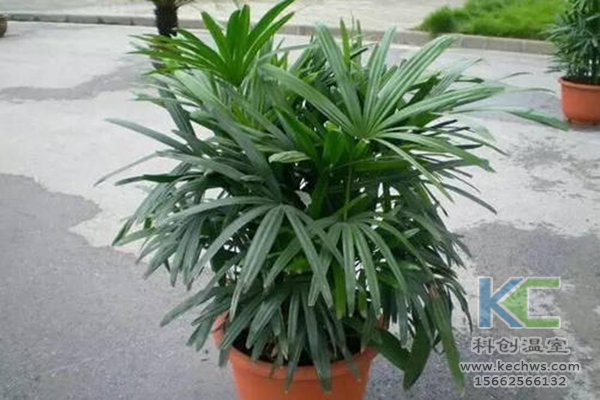 無土栽培，無土栽培技術，無土栽培設備