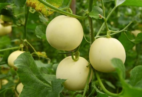 無土栽培，無土栽培技術(shù)，無土栽培設(shè)備