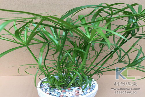 無土栽培，無土栽培技術，無土栽培設備