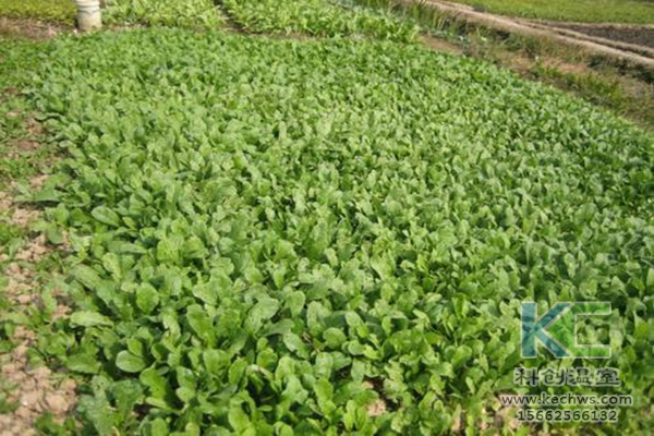 無土栽培,無土栽培技術,無土栽培設備