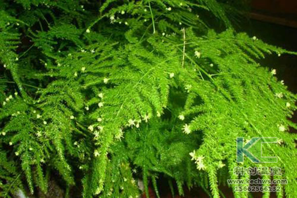 無(wú)土栽培，無(wú)土栽培技術(shù)，無(wú)土栽培設(shè)備