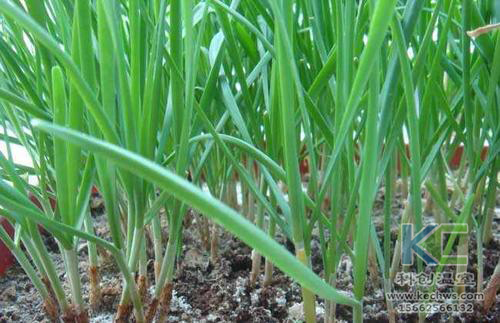 無土栽培，無土栽培技術，無土栽培設備