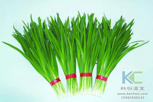 無土栽培，無土栽培技術，無土栽培設備