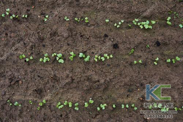 無土栽培,無土栽培技術,無土栽培設備
