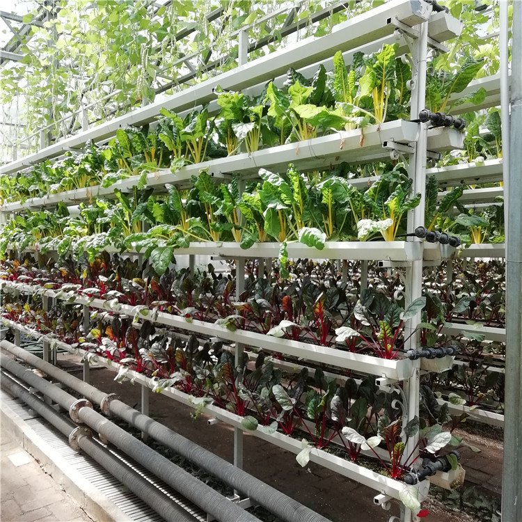 無土栽培，無土栽培技術，無土栽培設備