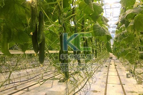 無土栽培，無土栽培技術，無土栽培設備
