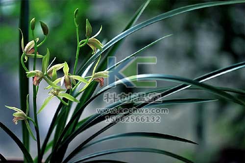 無土栽培，無土栽培技術，無土栽培設備