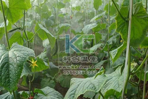 無土栽培，無土栽培技術，無土栽培設備